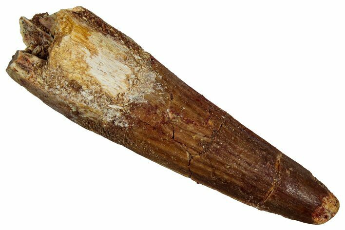 Fossil Spinosaurus Tooth - Real Dinosaur Tooth #356763